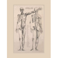 Ancien poster anatomie