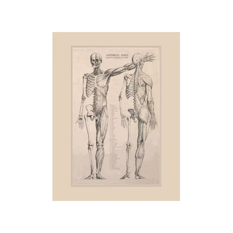 Ancien poster anatomie