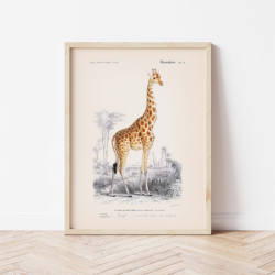 Illustration naturaliste d'une girafe au long cou