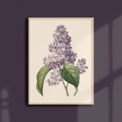 Lilas