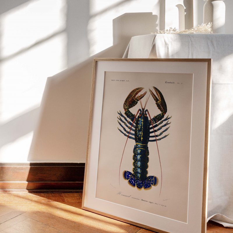 Le homard - Affiche océanographique ancienne