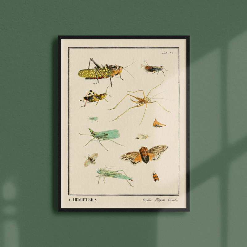 Insectes - Hemiptera