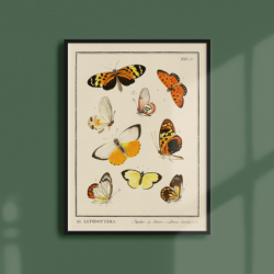 Insectes - Lepidoptera - 1
